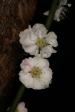 Prunus mume 'Omoi-no-mama' RCP1-08 099.jpg